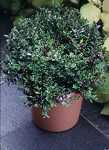 Lonicera nitida